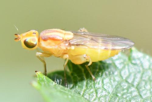 Réf. 264 097 : Meromyza sp.